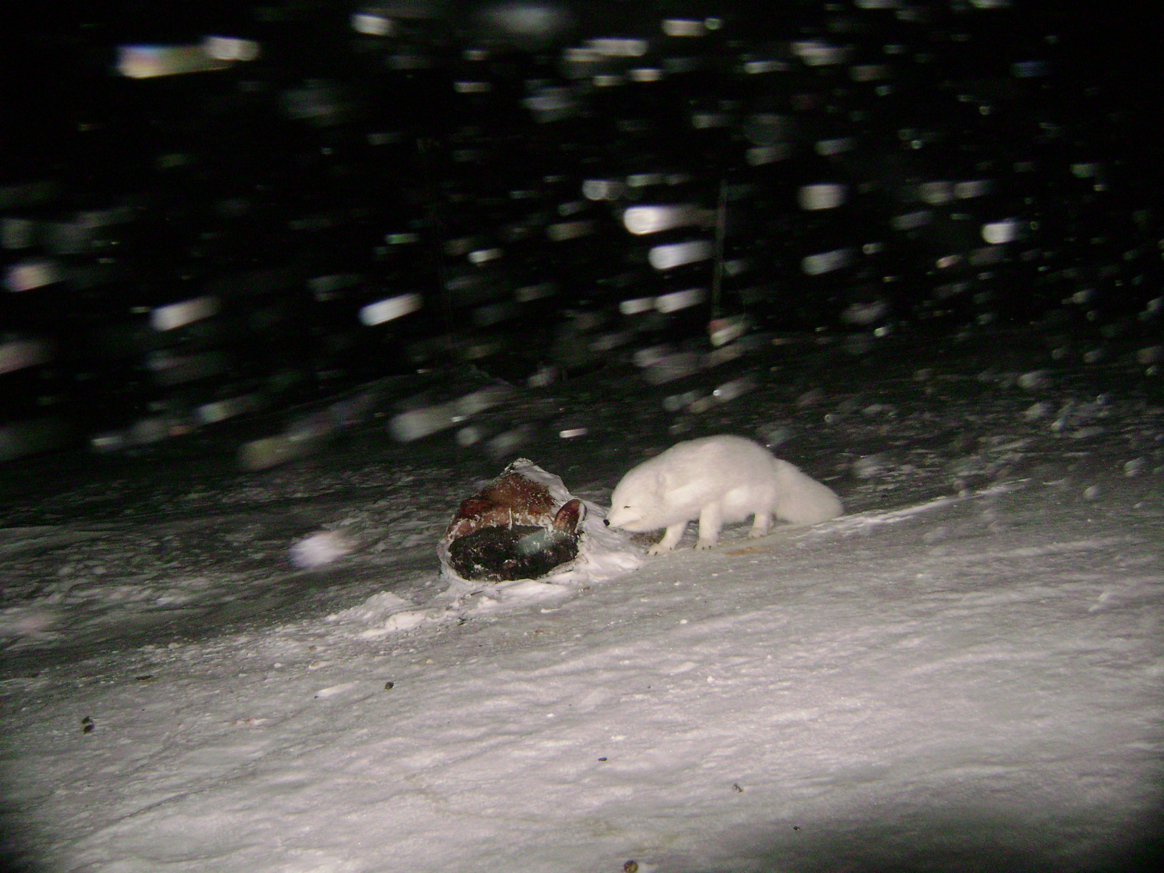 arctic fox