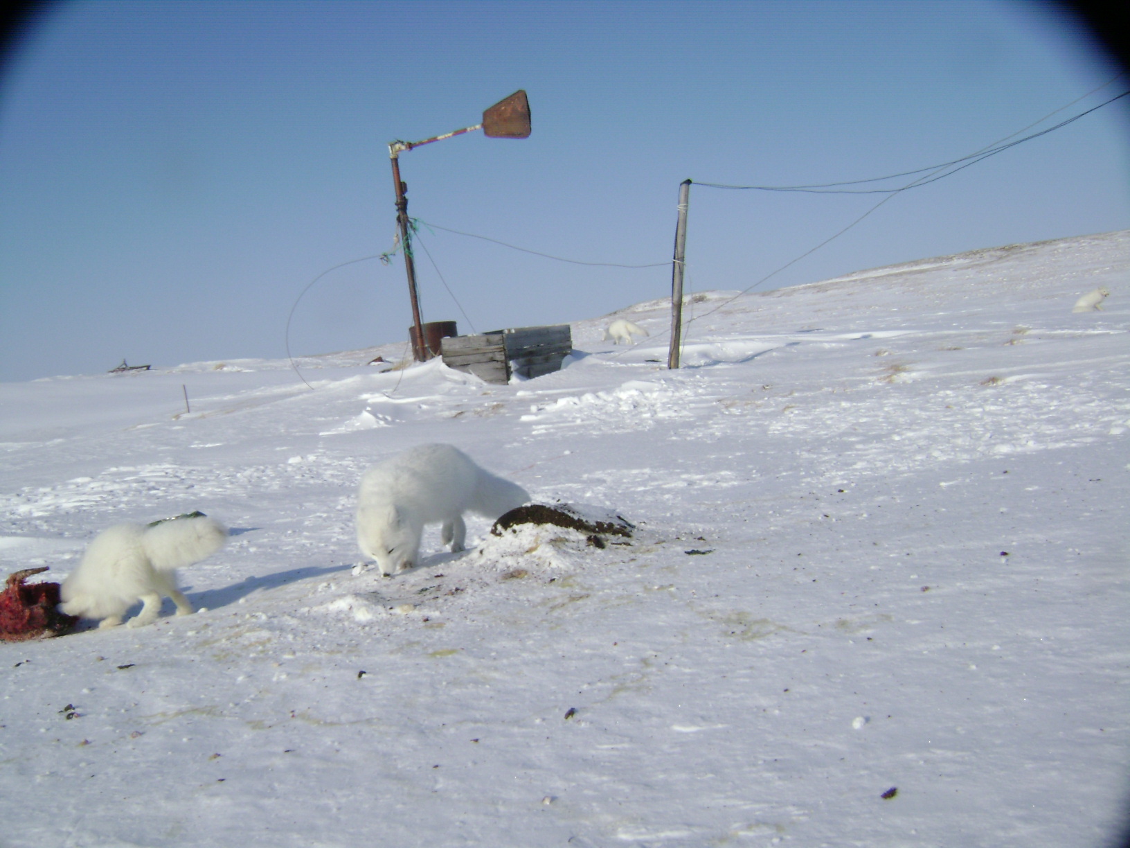 arctic fox