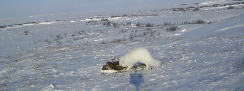 arctic fox