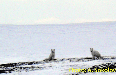 arctic fox yamal
