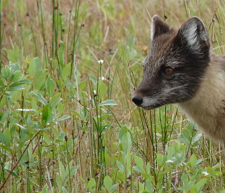 arctic fox