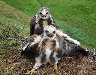 buzzard chicks