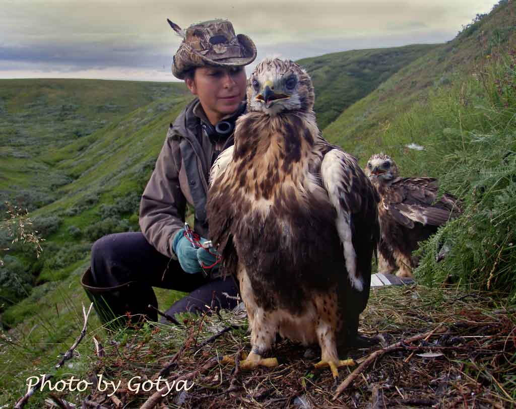 Anna and rough-legged buzzards