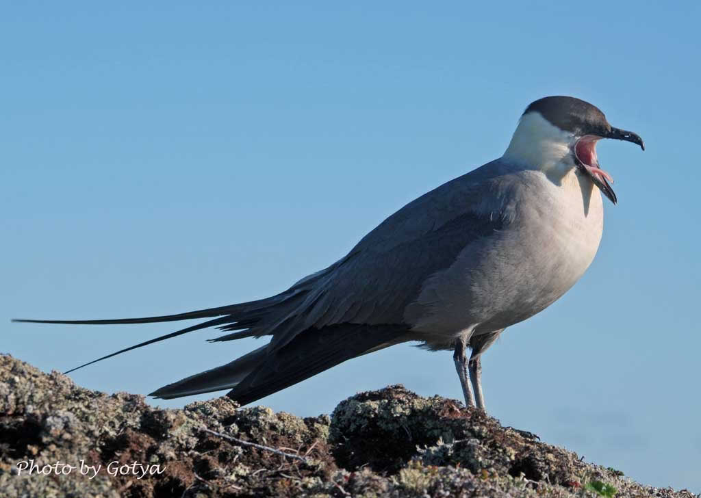 long-tailed skua