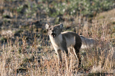 arctic fox