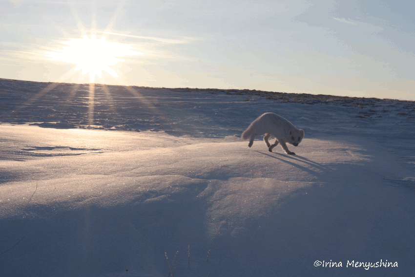 arctic fox on the sea ice