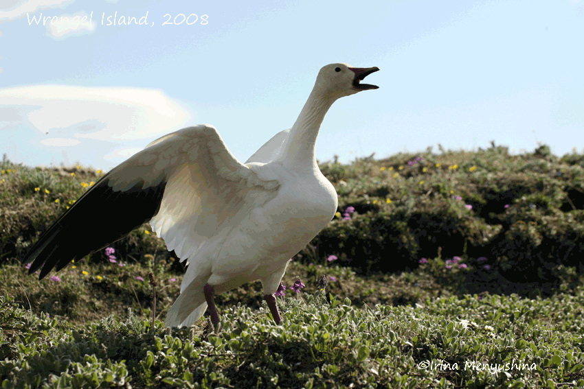 SNOW GOOSE