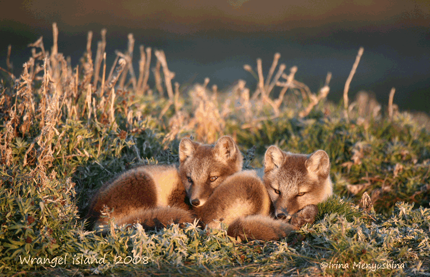 young arctic foxes