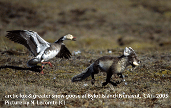 snow goose and fox